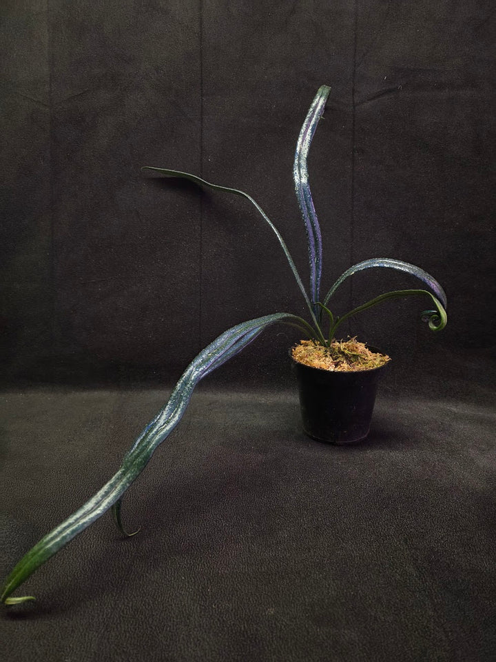 Blue Oil Fern (Microsorum Thilandicum) #01