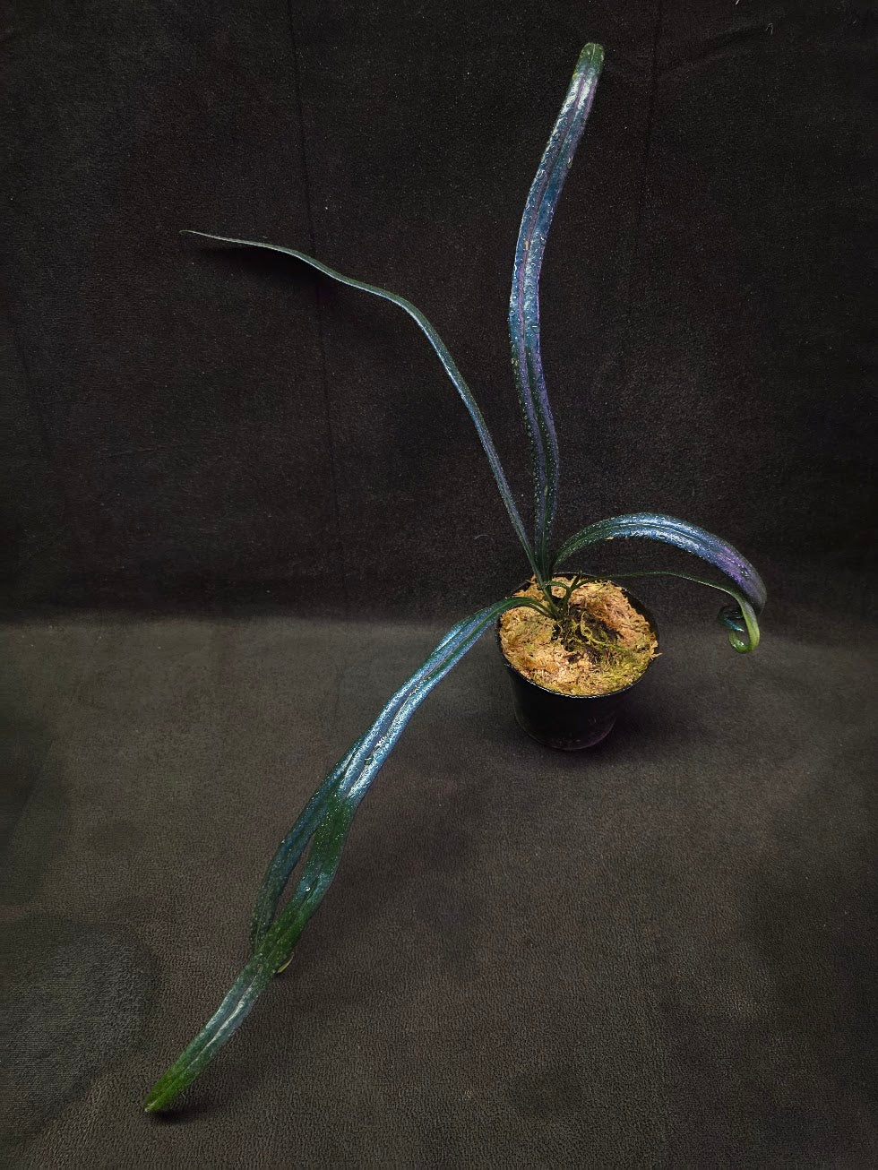 Blue Oil Fern (Microsorum Thilandicum) #01