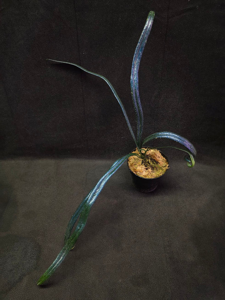Blue Oil Fern (Microsorum Thilandicum) #01