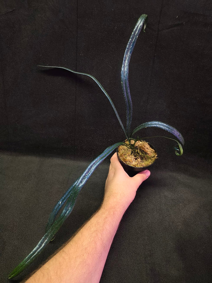 Blue Oil Fern (Microsorum Thilandicum) #01