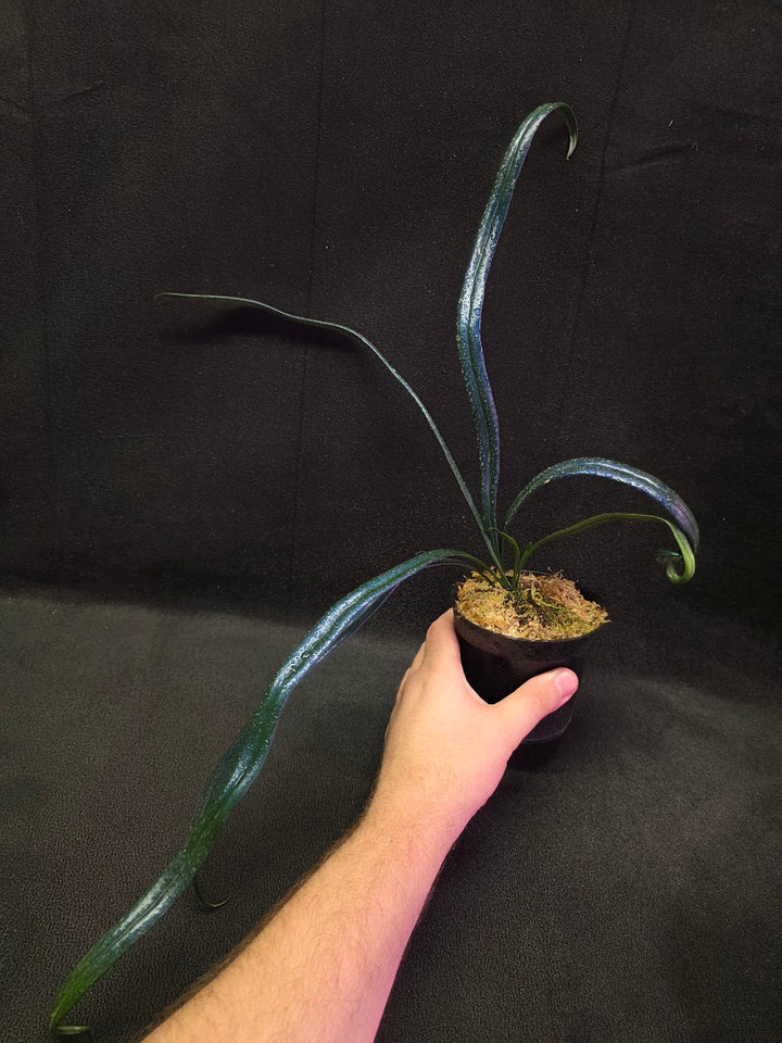 Blue Oil Fern (Microsorum Thilandicum) #01