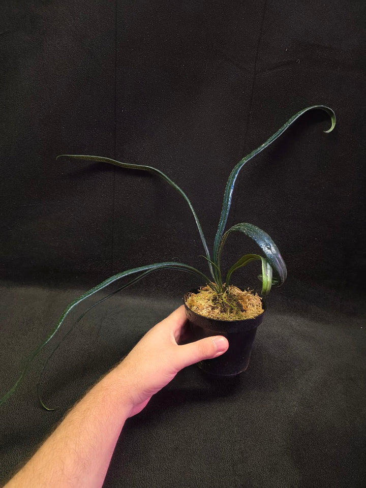 Blue Oil Fern (Microsorum Thilandicum) #01