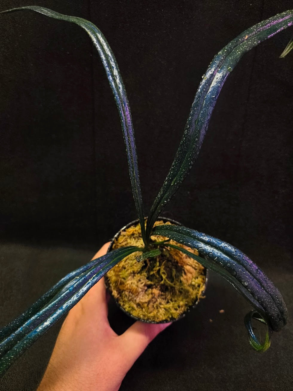 Blue Oil Fern (Microsorum Thilandicum) #01