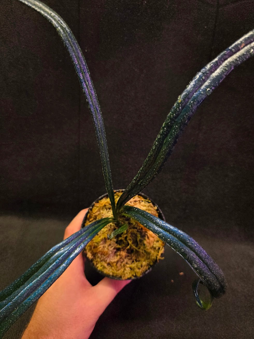 Blue Oil Fern (Microsorum Thilandicum) #01