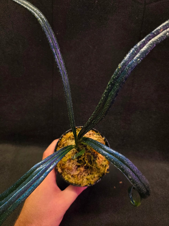 Blue Oil Fern (Microsorum Thilandicum) #01