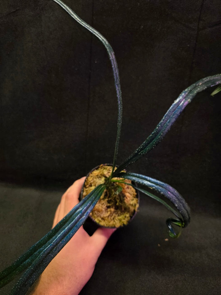 Blue Oil Fern (Microsorum Thilandicum) #01