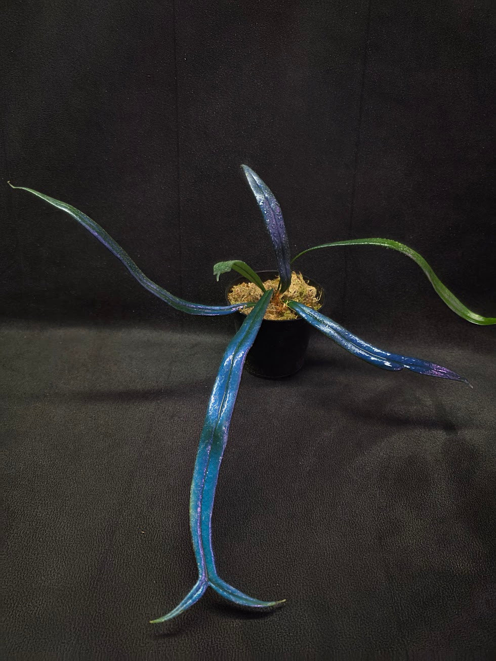 Blue Oil Fern (Microsorum Thilandicum) #02
