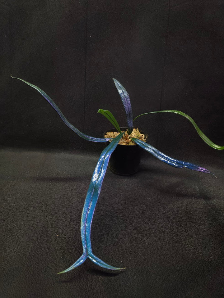 Blue Oil Fern (Microsorum Thilandicum) #02