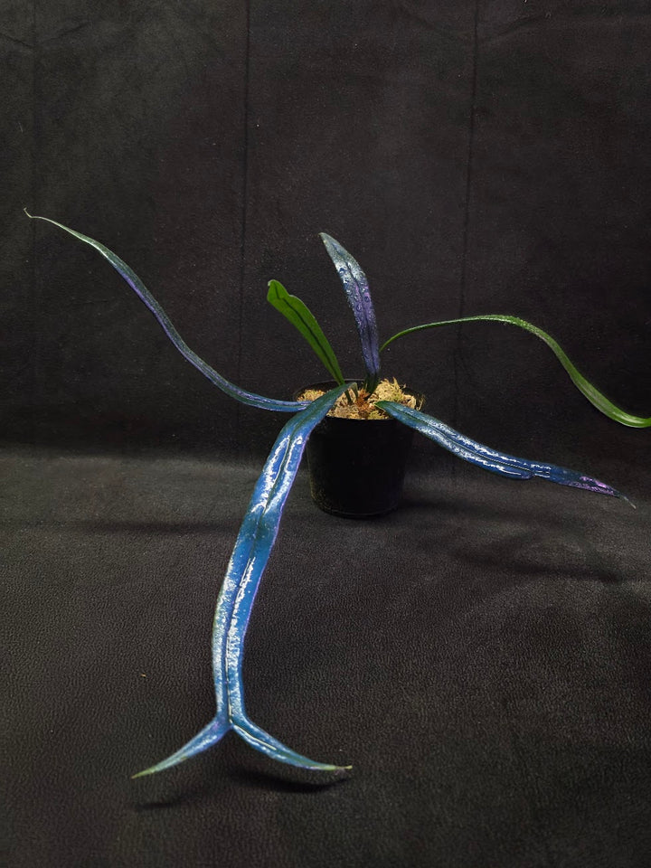 Blue Oil Fern (Microsorum Thilandicum) #02