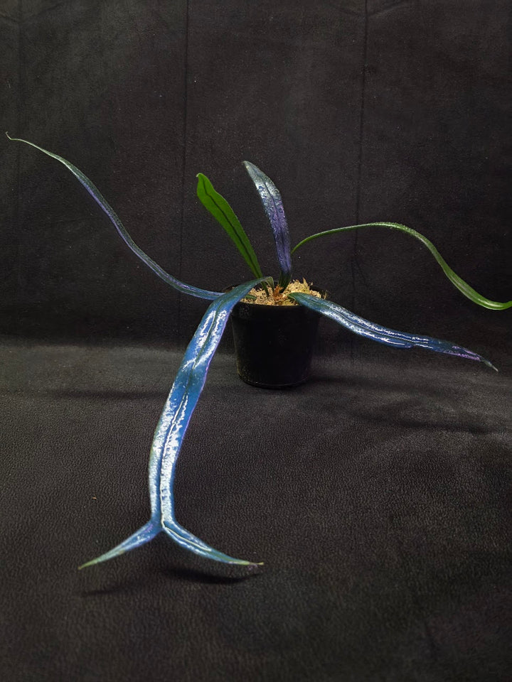 Blue Oil Fern (Microsorum Thilandicum) #02