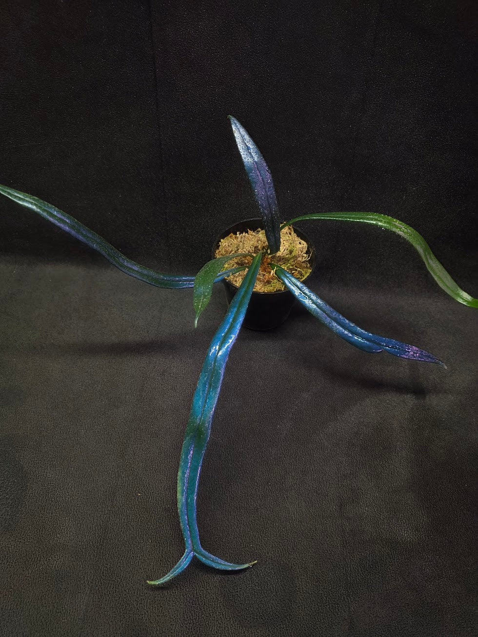Blue Oil Fern (Microsorum Thilandicum) #02
