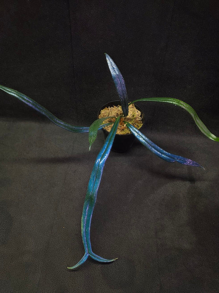 Blue Oil Fern (Microsorum Thilandicum) #02