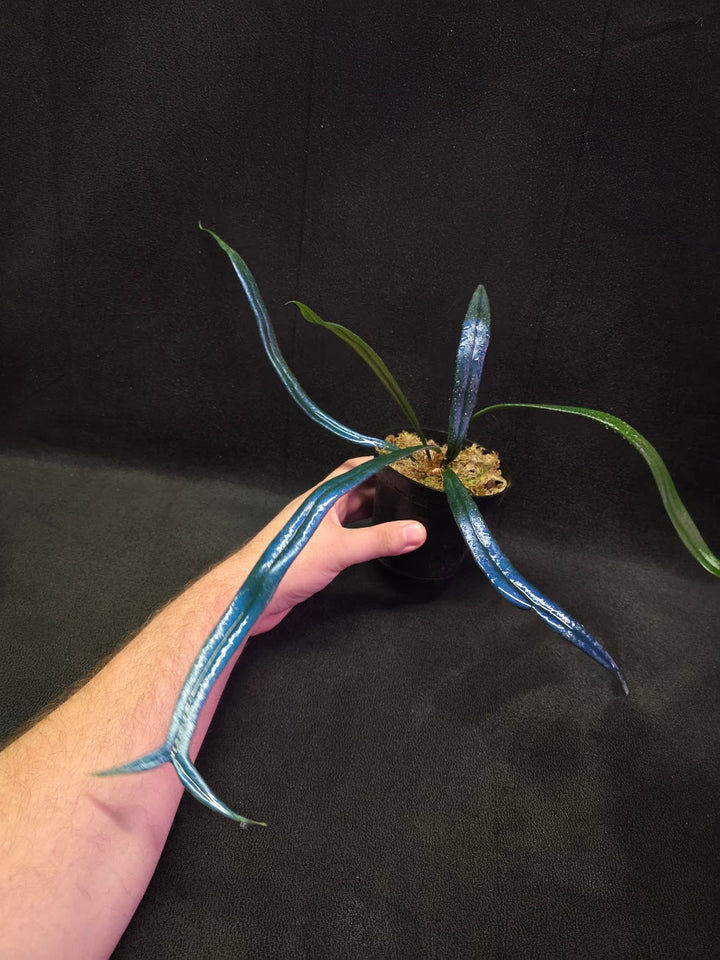 Blue Oil Fern (Microsorum Thilandicum) #02