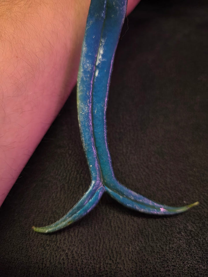 Blue Oil Fern (Microsorum Thilandicum) #02