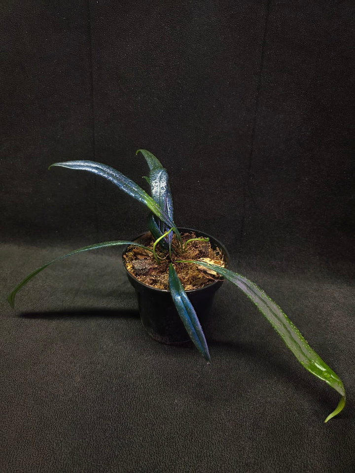 Blue Oil Fern (Microsorum Thilandicum) #05