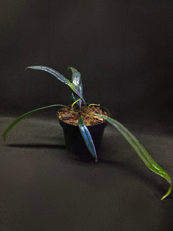 Blue Oil Fern (Microsorum Thilandicum) #05