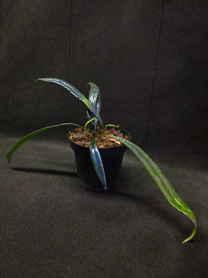 Blue Oil Fern (Microsorum Thilandicum) #05