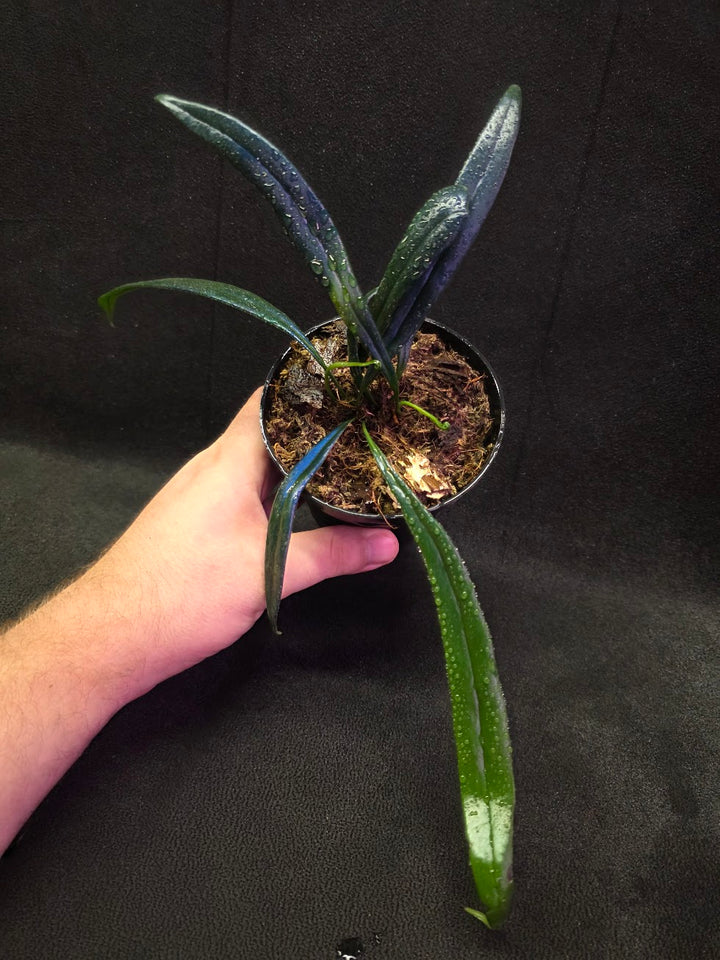 Blue Oil Fern (Microsorum Thilandicum) #05