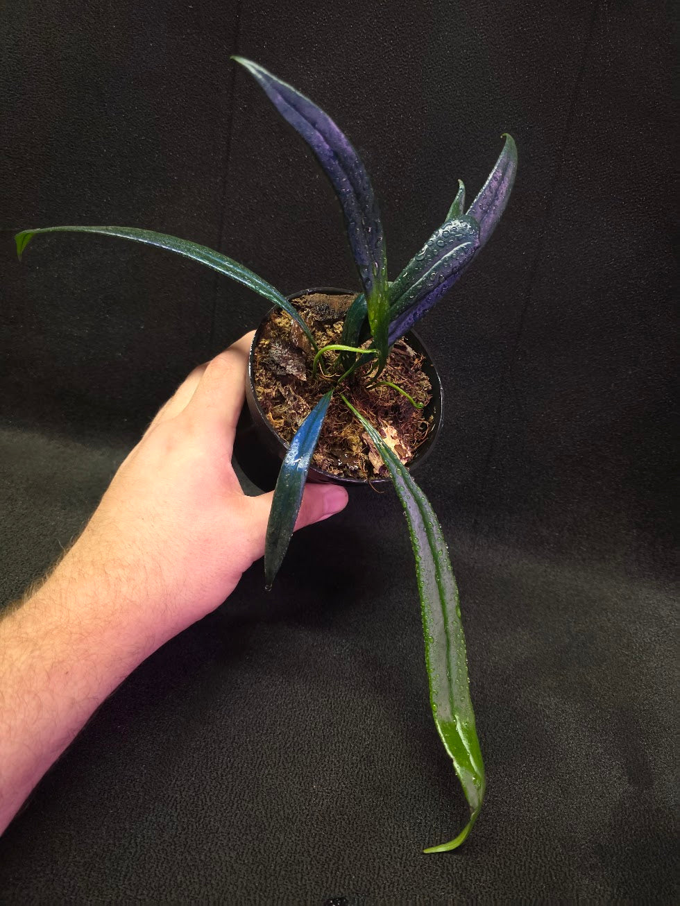 Blue Oil Fern (Microsorum Thilandicum) #05