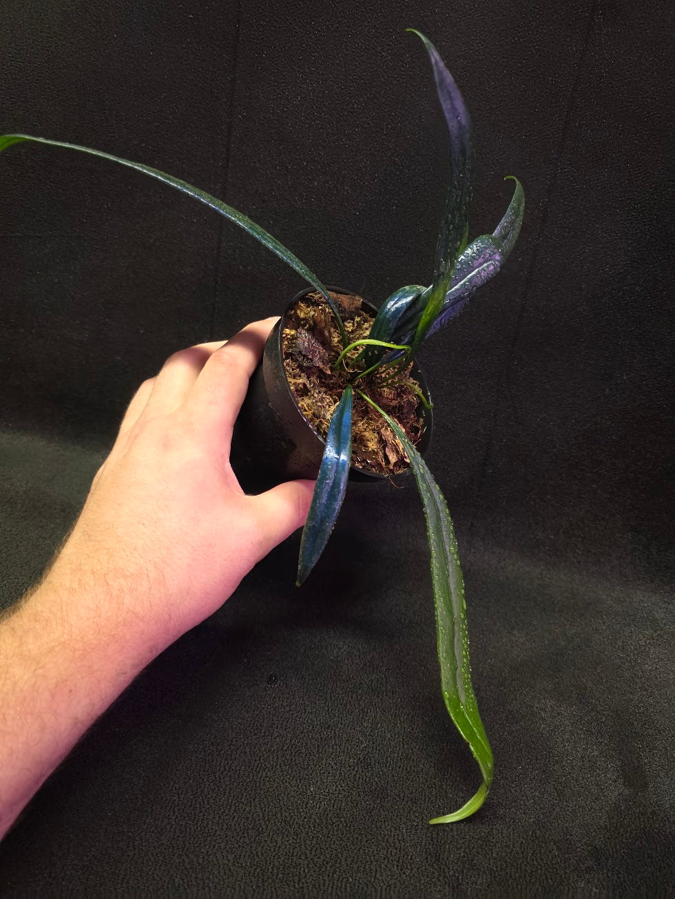 Blue Oil Fern (Microsorum Thilandicum) #05