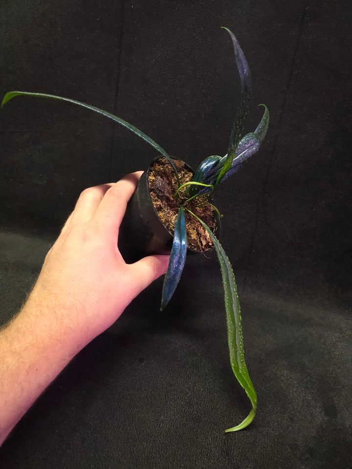 Blue Oil Fern (Microsorum Thilandicum) #05