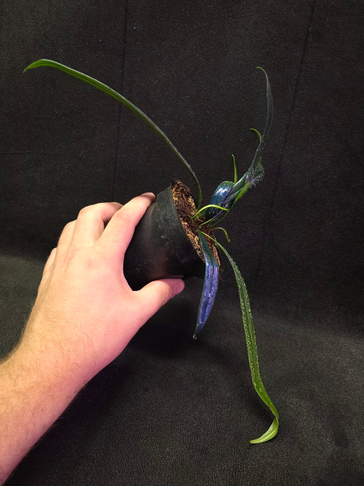Blue Oil Fern (Microsorum Thilandicum) #05