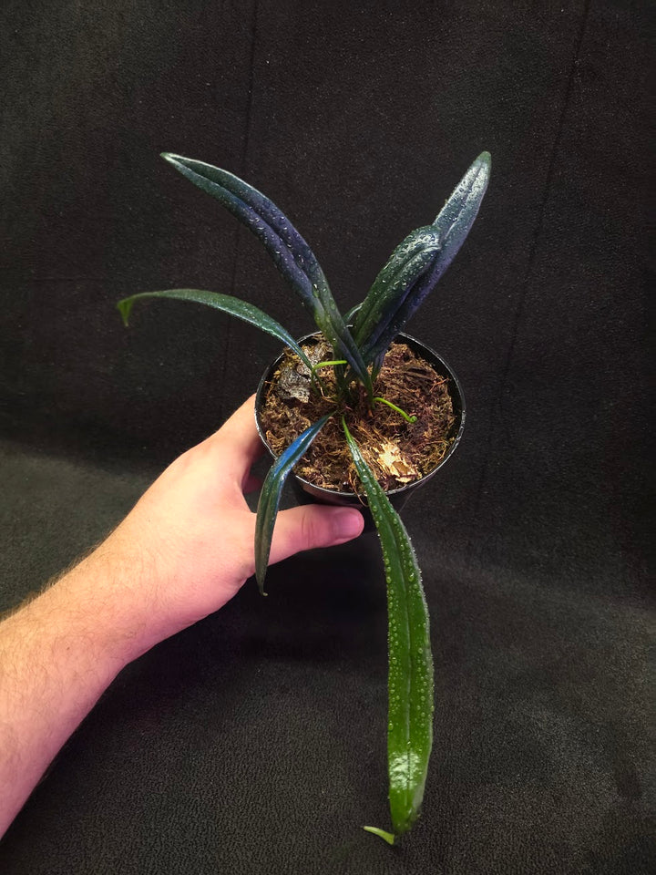 Blue Oil Fern (Microsorum Thilandicum) #05