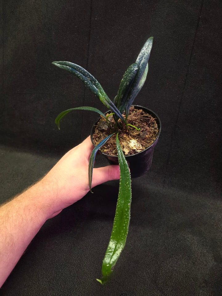 Blue Oil Fern (Microsorum Thilandicum) #05