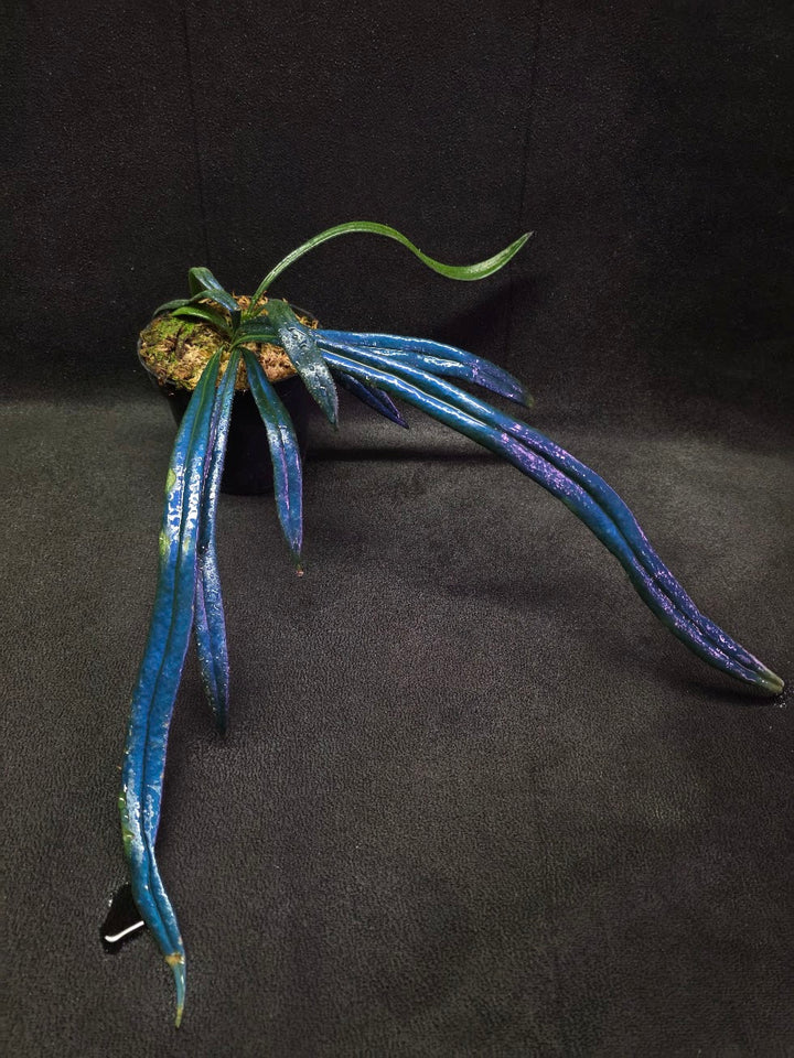 Blue Oil Fern (Microsorum Thilandicum) #09