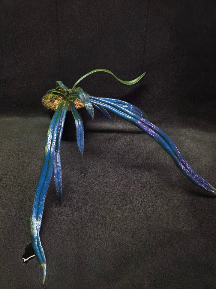 Blue Oil Fern (Microsorum Thilandicum) #09