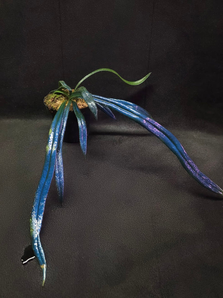 Blue Oil Fern (Microsorum Thilandicum) #09