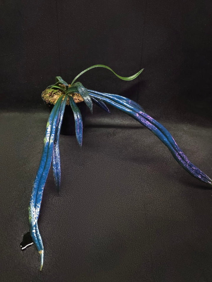 Blue Oil Fern (Microsorum Thilandicum) #09