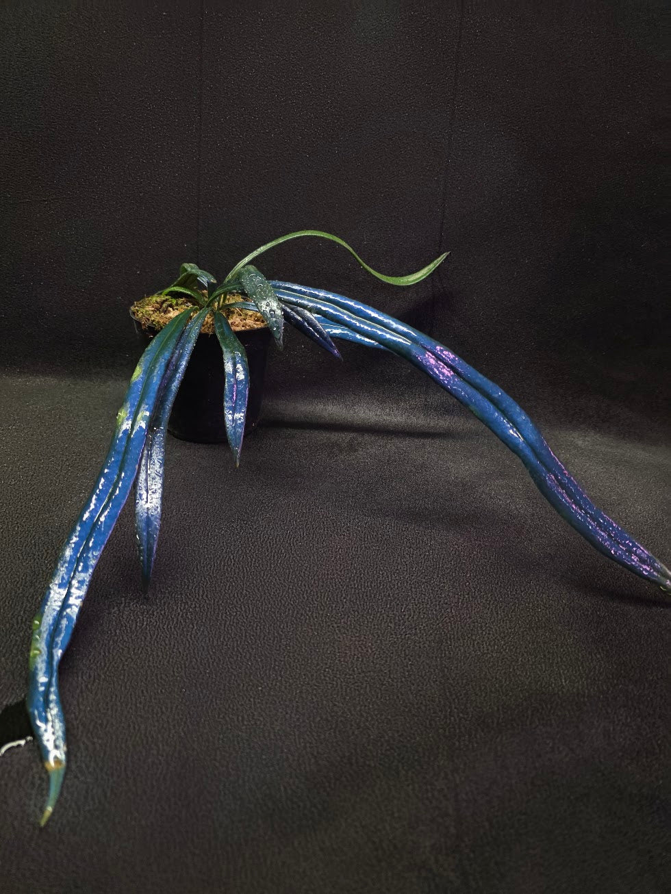 Blue Oil Fern (Microsorum Thilandicum) #09
