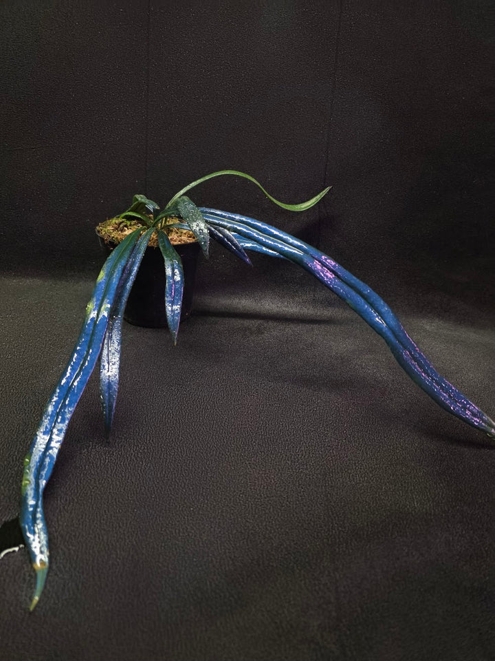 Blue Oil Fern (Microsorum Thilandicum) #09