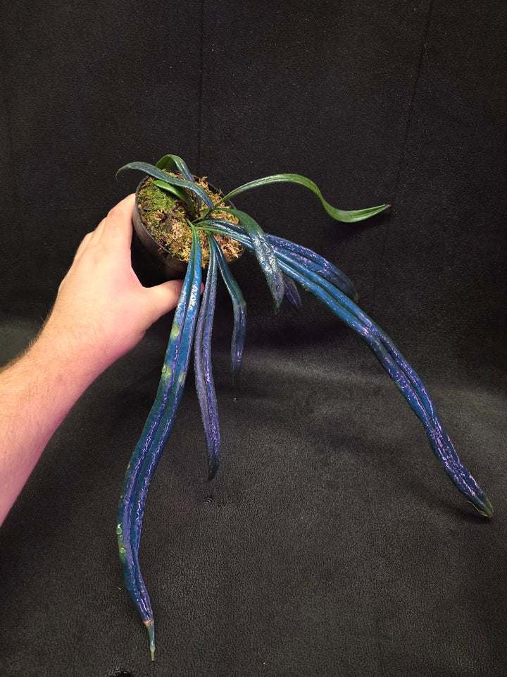 Blue Oil Fern (Microsorum Thilandicum) #09