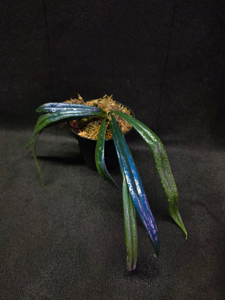 Blue Oil Fern (Microsorum Thilandicum) #10