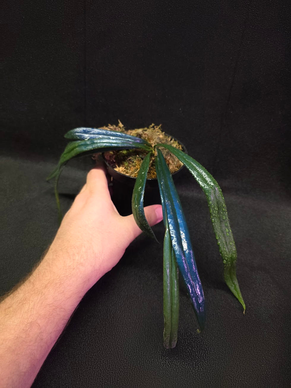 Blue Oil Fern (Microsorum Thilandicum) #10