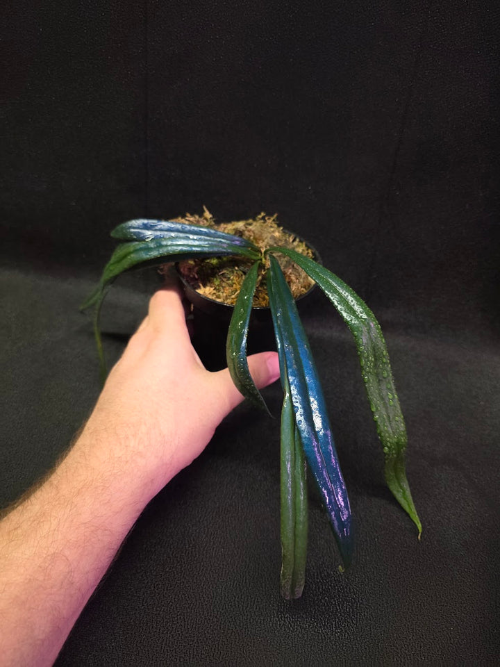 Blue Oil Fern (Microsorum Thilandicum) #10