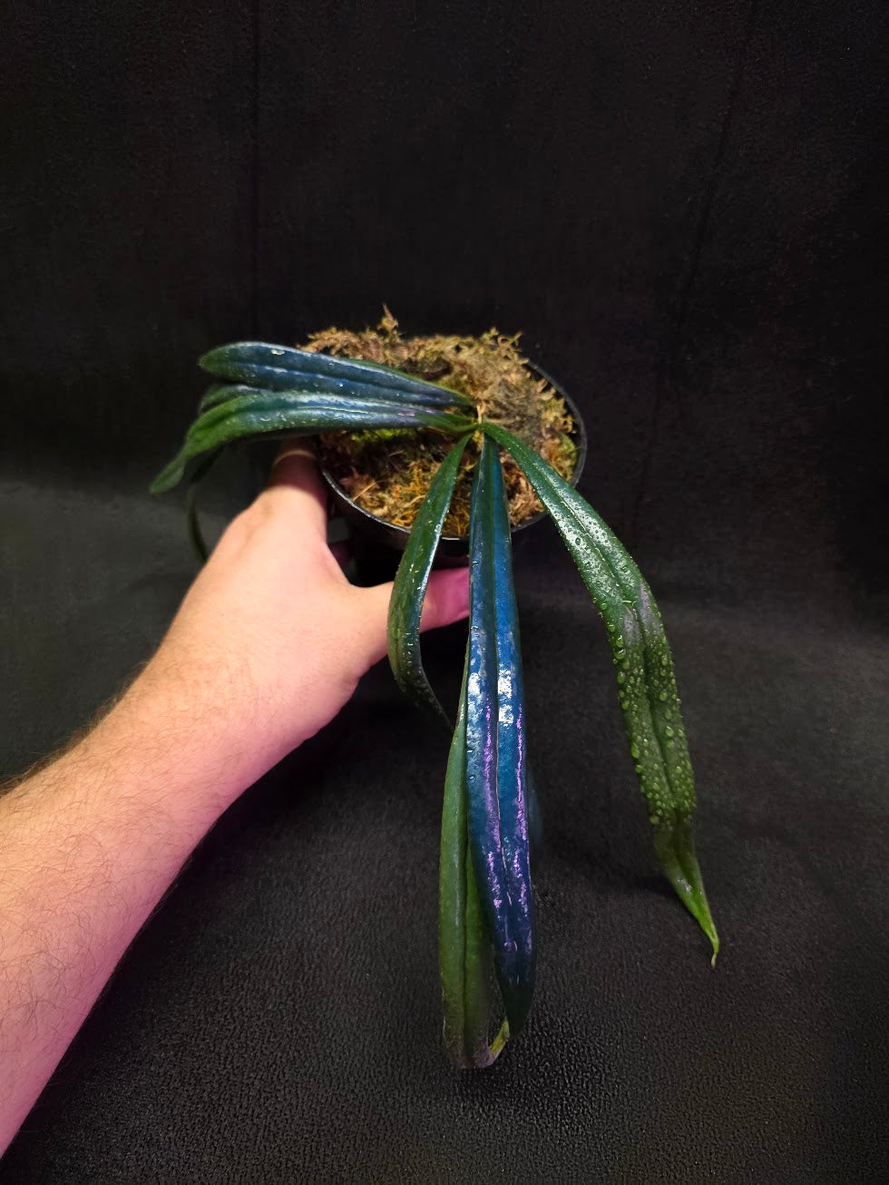 Blue Oil Fern (Microsorum Thilandicum) #10