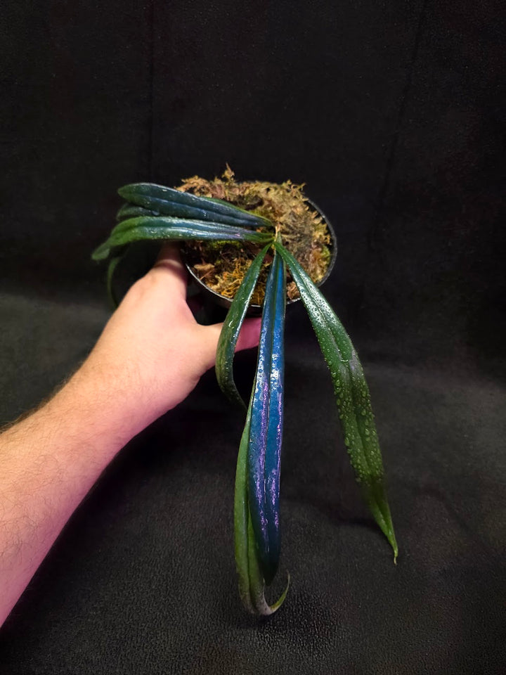 Blue Oil Fern (Microsorum Thilandicum) #10