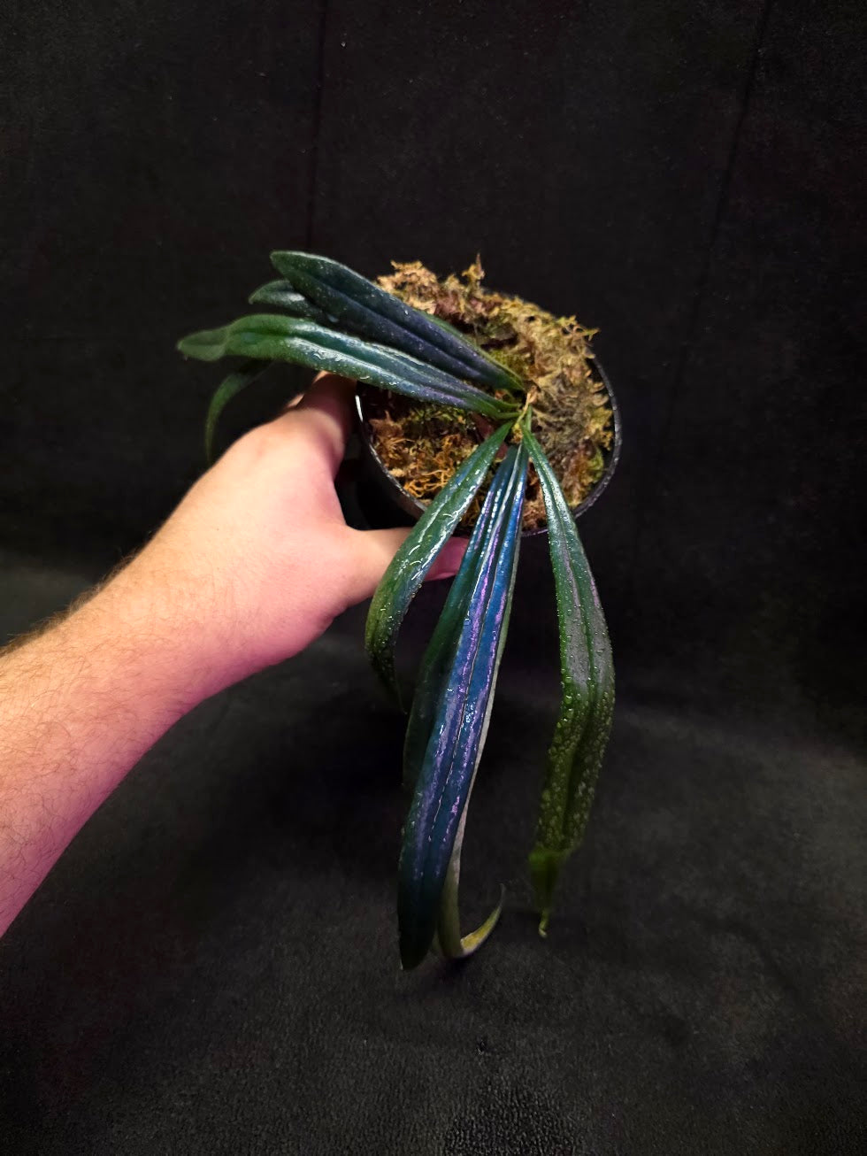 Blue Oil Fern (Microsorum Thilandicum) #10
