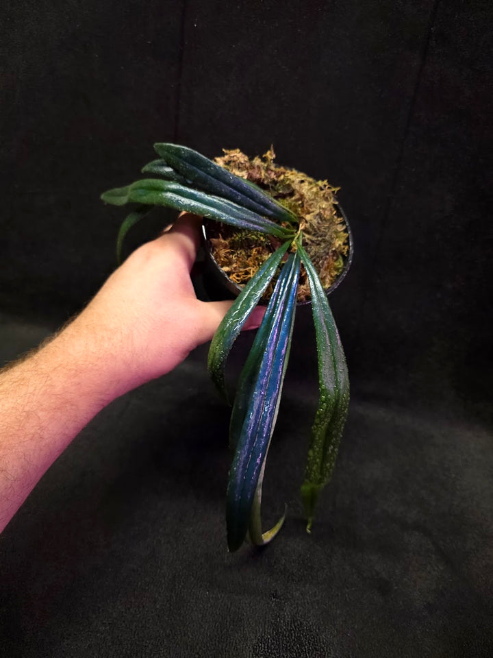 Blue Oil Fern (Microsorum Thilandicum) #10