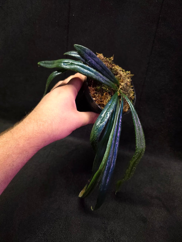 Blue Oil Fern (Microsorum Thilandicum) #10