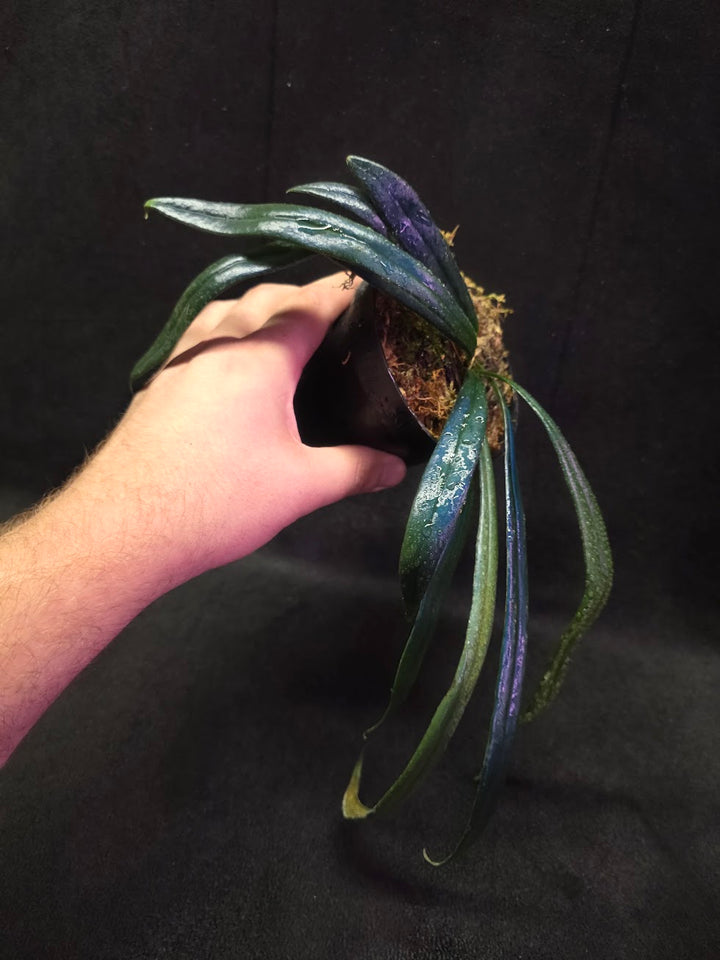 Blue Oil Fern (Microsorum Thilandicum) #10