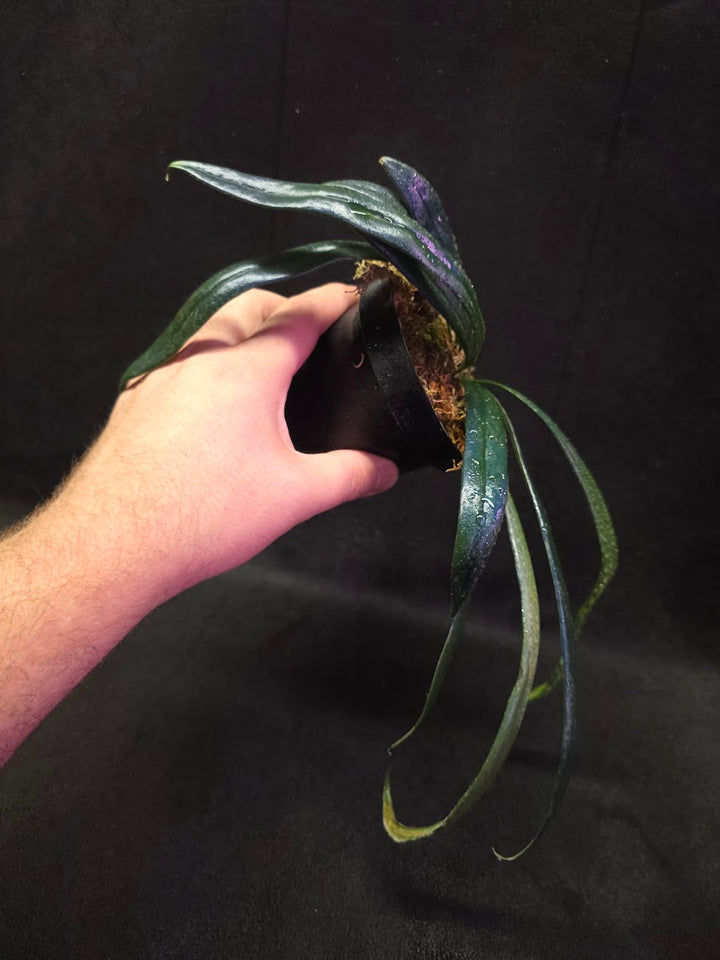 Blue Oil Fern (Microsorum Thilandicum) #10
