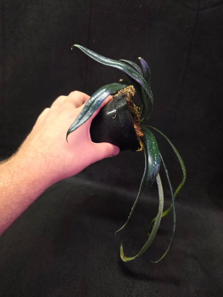Blue Oil Fern (Microsorum Thilandicum) #10