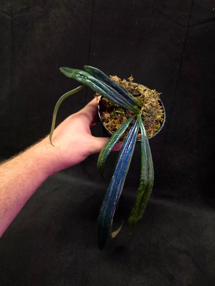 Blue Oil Fern (Microsorum Thilandicum) #10