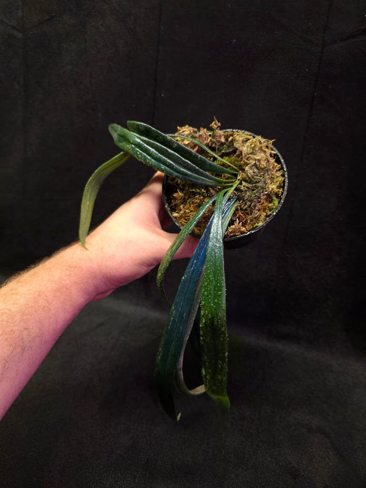 Blue Oil Fern (Microsorum Thilandicum) #10