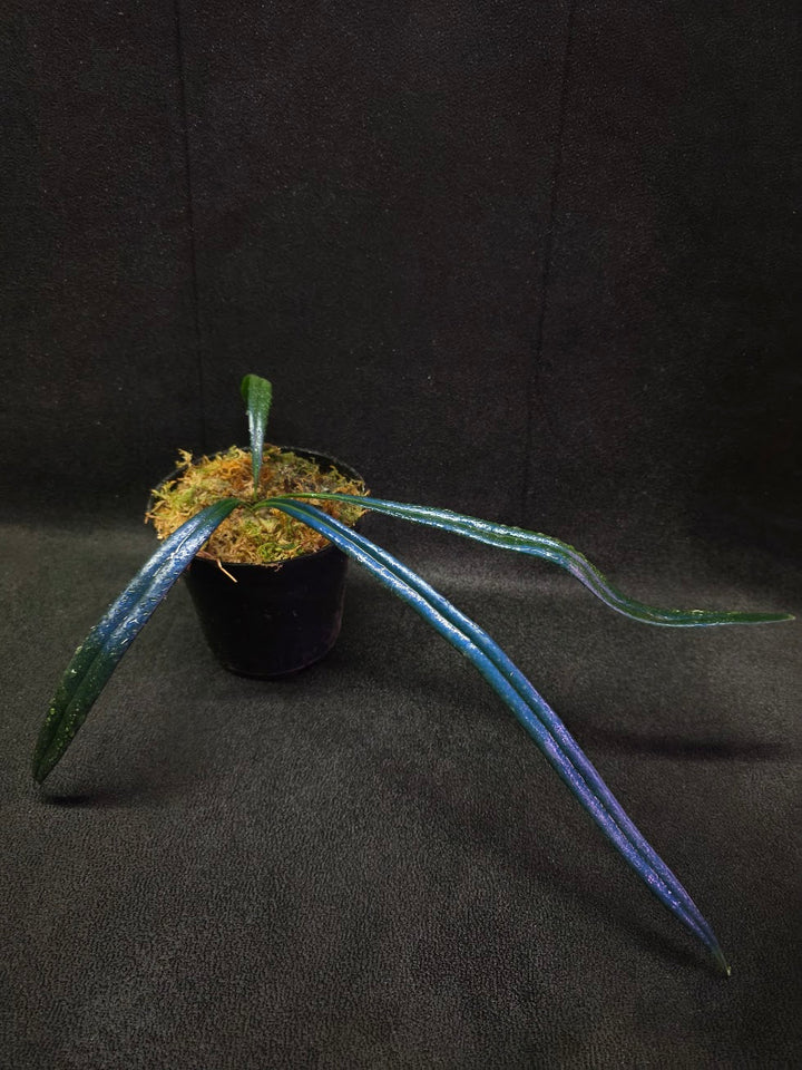 Blue Oil Fern (Microsorum Thilandicum) #11