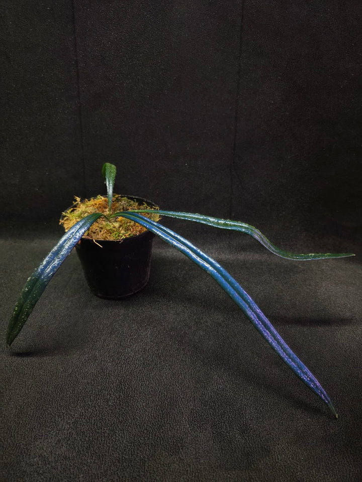 Blue Oil Fern (Microsorum Thilandicum) #11